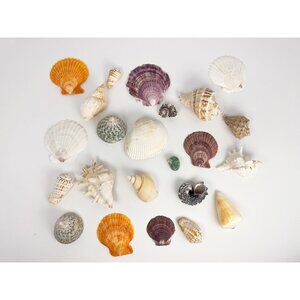 23 vintage sea shells of various smaller sizes - approx 1 pound